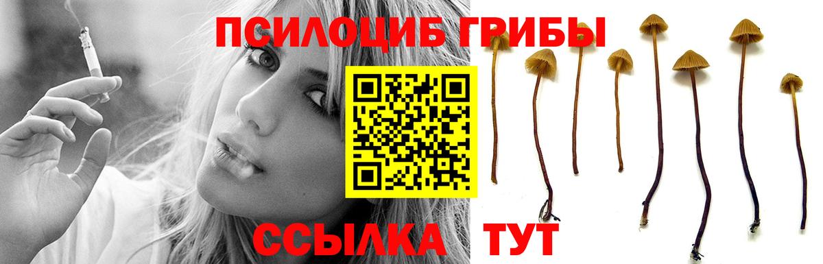 Псилоцибиновые грибы Psilocybine cubensis Камень-на-Оби